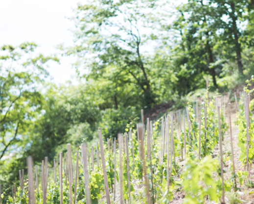 Dort, wo`s schön ist