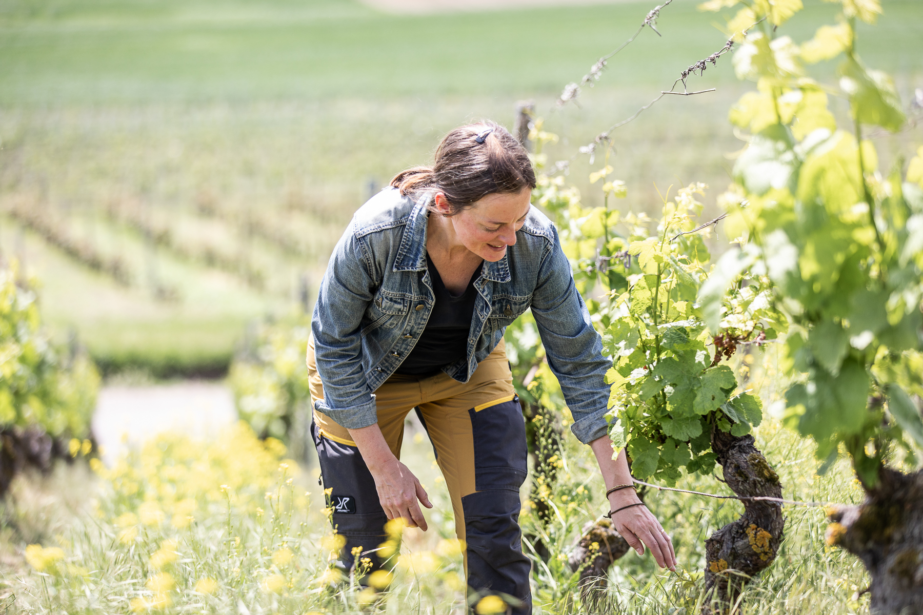 Vom Rebstock bis ins Glas